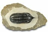 Morocconites Trilobite Fossil - Orange Eye Preservation #317822-3